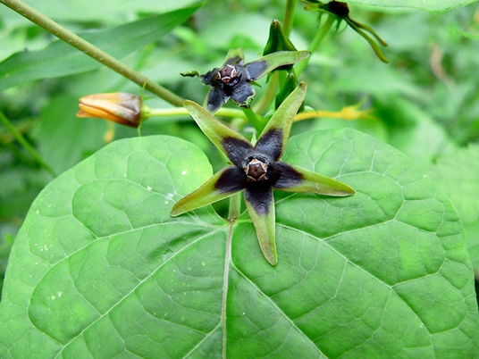 {Gonolobus suberosus}